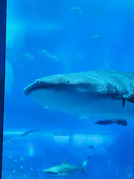 沖縄美ら海水族館に投稿された画像（2026/9/22）