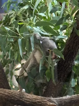 名古屋市東山動植物園に投稿された画像（2026/9/22）