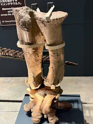 福井県立恐竜博物館に投稿された画像（2026/9/22）