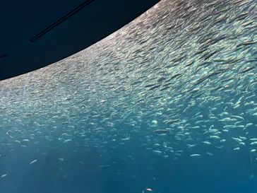 名古屋港水族館に投稿された画像（2026/9/22）