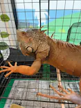 いきもの探検隊湘南に投稿された画像（2026/9/22）
