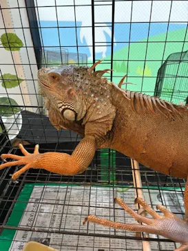 いきもの探検隊湘南に投稿された画像（2026/9/22）