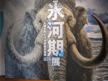 特別展「氷河期展　人類が見た４万年前の世界」（福岡会場）に投稿された画像（2026/9/22）