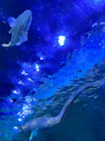 しながわ水族館に投稿された画像（2026/9/22）