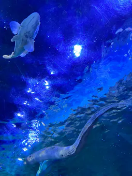 しながわ水族館に投稿された画像（2026/9/22）