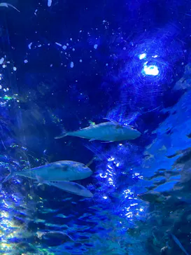 しながわ水族館に投稿された画像（2026/9/22）