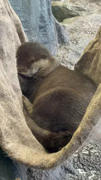 新江ノ島水族館に投稿された画像（2026/9/22）