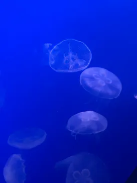 新江ノ島水族館に投稿された画像（2026/9/22）