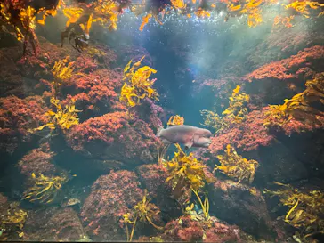 新江ノ島水族館に投稿された画像（2026/9/22）
