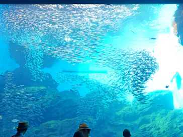 仙台うみの杜水族館に投稿された画像（2026/9/22）