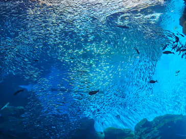 仙台うみの杜水族館に投稿された画像（2026/9/22）