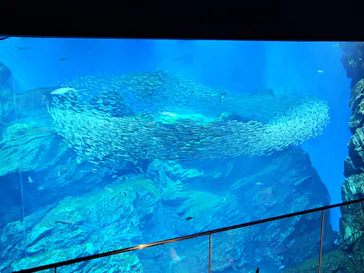 仙台うみの杜水族館に投稿された画像（2026/9/22）