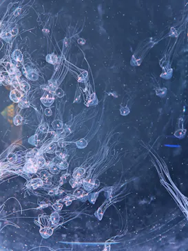 仙台うみの杜水族館に投稿された画像（2026/9/22）