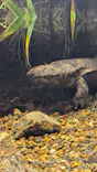 世界淡水魚園水族館　アクア・トトぎふに投稿された画像（2026/9/22）