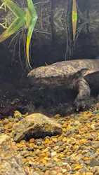 世界淡水魚園水族館　アクア・トトぎふに投稿された画像（2026/9/22）
