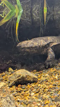 世界淡水魚園水族館　アクア・トトぎふに投稿された画像（2026/9/22）