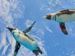 サンシャイン水族館に投稿された画像（2026/9/22）