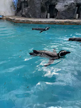 のとじま水族館に投稿された画像（2026/9/22）