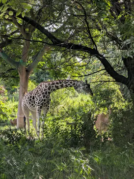 天王寺動物園に投稿された画像（2026/9/22）