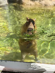 世界淡水魚園水族館　アクア・トトぎふに投稿された画像（2026/9/22）
