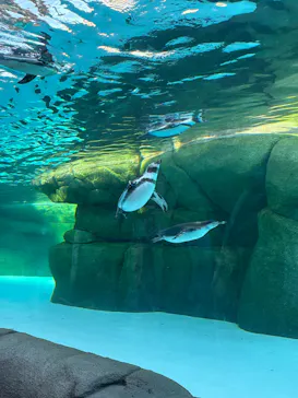 天王寺動物園に投稿された画像（2026/9/22）