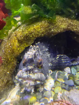仙台うみの杜水族館に投稿された画像（2026/9/22）