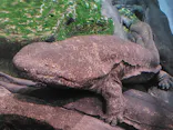 京都水族館に投稿された画像（2026/9/22）