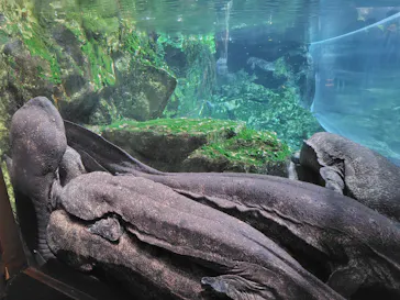 京都水族館に投稿された画像（2026/9/22）
