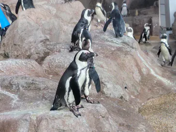 京都水族館に投稿された画像（2026/9/22）
