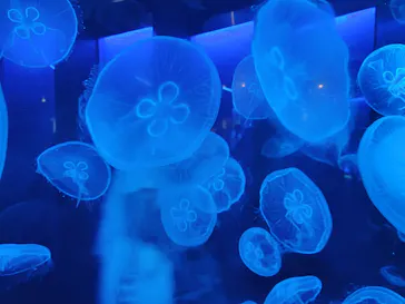 京都水族館に投稿された画像（2026/9/22）