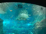 新江ノ島水族館に投稿された画像（2026/9/22）