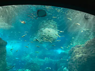 新江ノ島水族館に投稿された画像（2026/9/22）