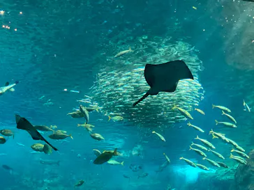 新江ノ島水族館に投稿された画像（2026/9/22）