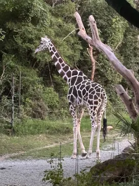 天王寺動物園に投稿された画像（2026/9/22）