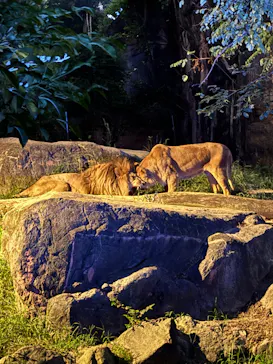 天王寺動物園に投稿された画像（2026/9/22）