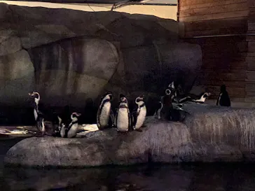 天王寺動物園に投稿された画像（2026/9/22）
