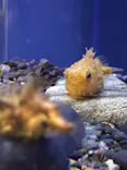 新江ノ島水族館に投稿された画像（2026/9/22）