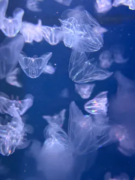 新江ノ島水族館に投稿された画像（2026/9/22）