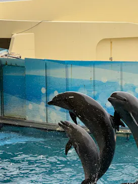 新江ノ島水族館に投稿された画像（2026/9/22）