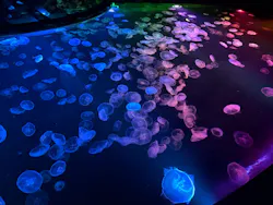 すみだ水族館に投稿された画像（2026/9/22）