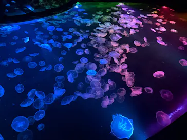 すみだ水族館に投稿された画像（2026/9/22）