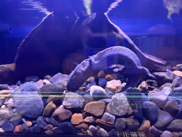 京都水族館に投稿された画像（2026/9/22）