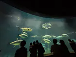 葛西臨海水族園に投稿された画像（2026/9/22）