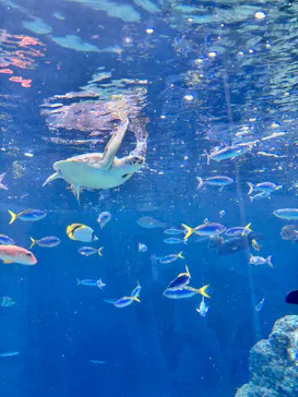葛西臨海水族園に投稿された画像（2026/9/22）