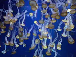 新江ノ島水族館に投稿された画像（2026/9/22）