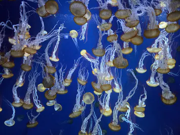 新江ノ島水族館に投稿された画像（2026/9/22）