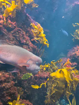 新江ノ島水族館に投稿された画像（2026/9/22）