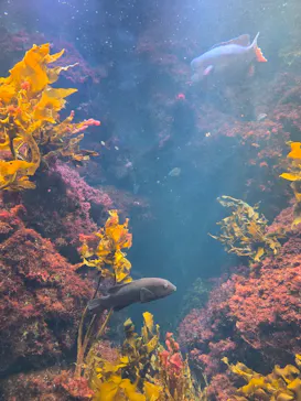 新江ノ島水族館に投稿された画像（2026/9/22）