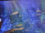 大分マリーンパレス水族館 「うみたまご」に投稿された画像（2026/9/22）