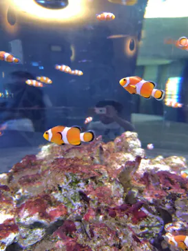 大分マリーンパレス水族館 「うみたまご」に投稿された画像（2026/9/22）